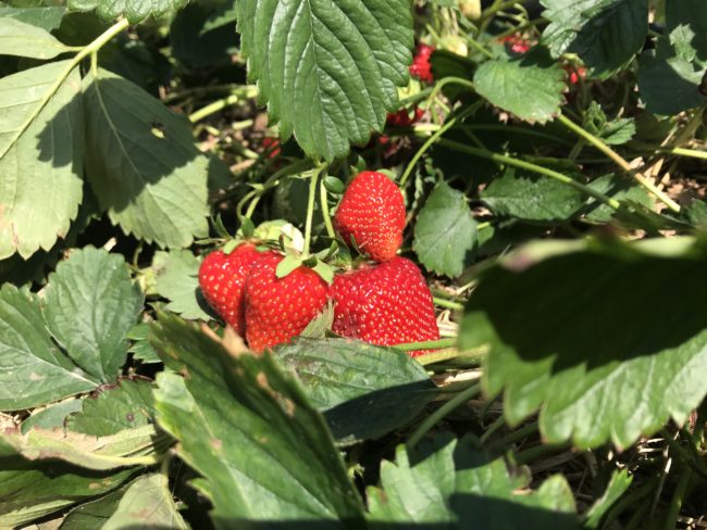 Erdbeeren_in_Pflanze_SN