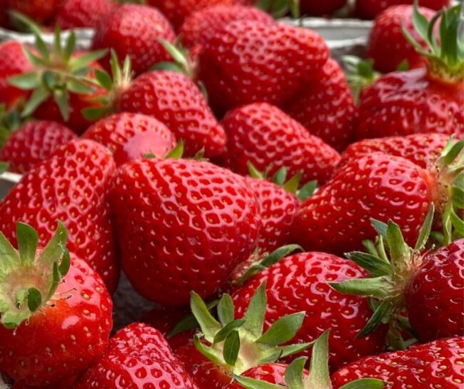 Erdbeeren_SN