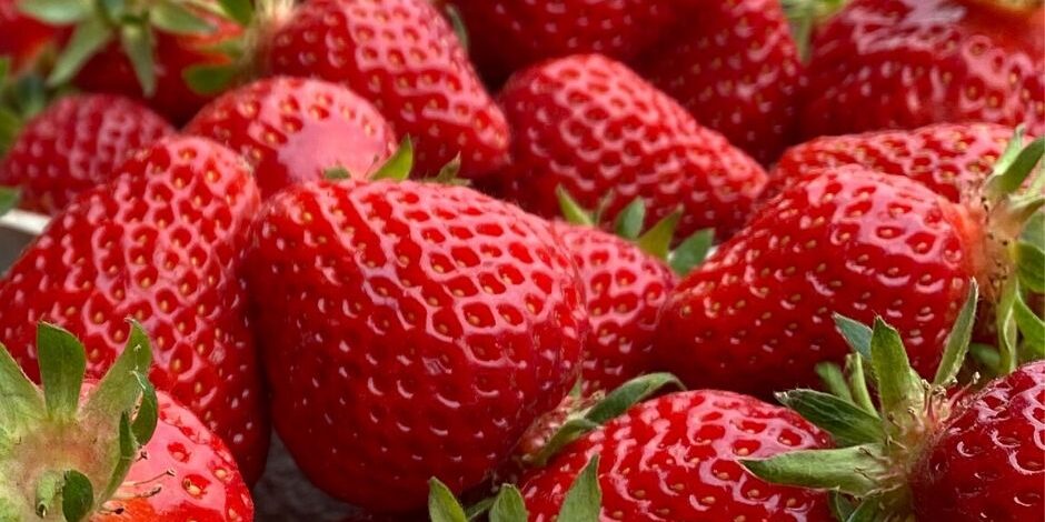 Erdbeeren_SN