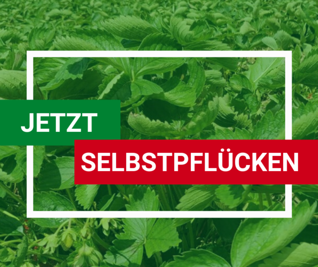 Jetzt_selbstpflücken_SN