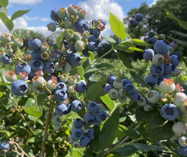 Blaubeeren SN