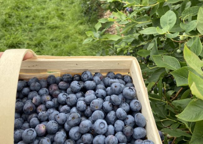Blaubeerkorb_SN