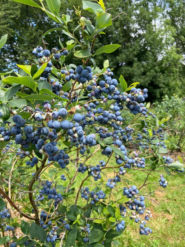 Blaubeeren_SN