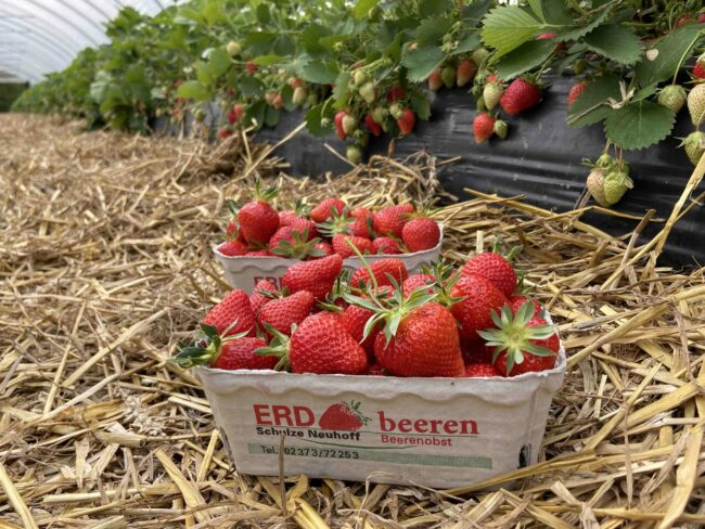 Saisonstart_Erdbeeren