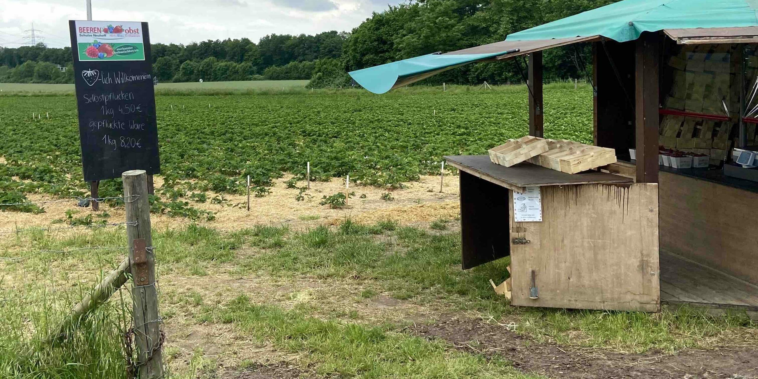 Viele leckere &amp; rote Erdbeeren zu pflücken! – Erdbeerhof Schulze Neuhoff