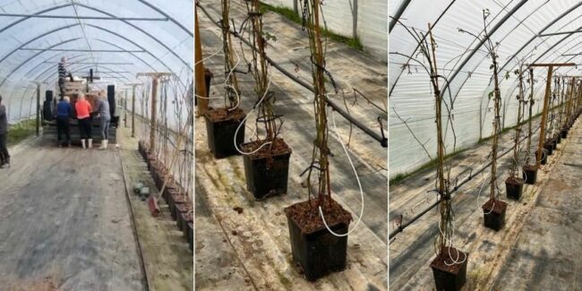 Himbeerpflanze_Tunnel