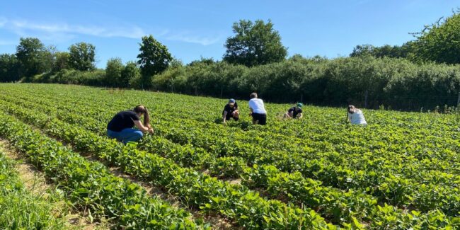 Hauptsaison_Erdbeeren_SN