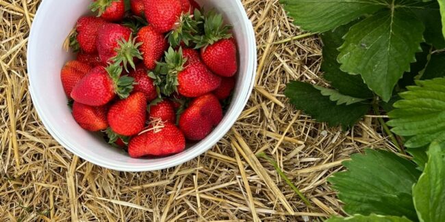 Gepflückter Erdbeereimer