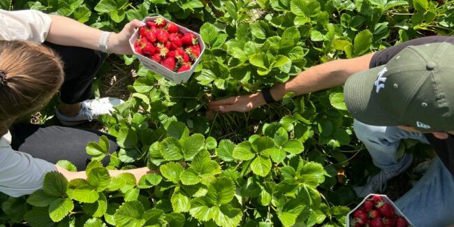 Selbstpflücke_Ardey