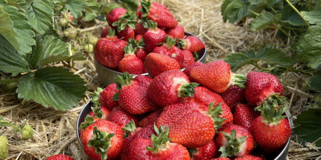 Dortmund-Oespel Erdbeeren