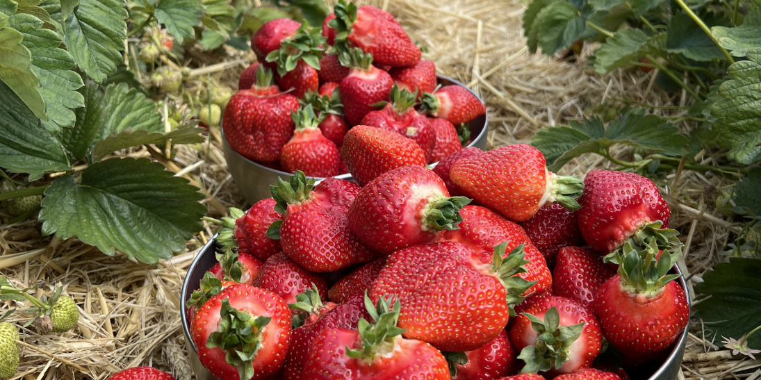 Dortmund-Oespel Erdbeeren