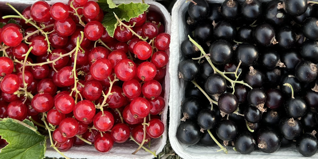 Schwarze rote Johannisbeeren